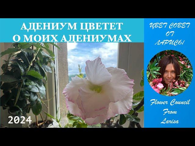 АДЕНИУМ ЦВЕТЕТ | НЕМНОГО О МОИХ АДЕНИУМАХ