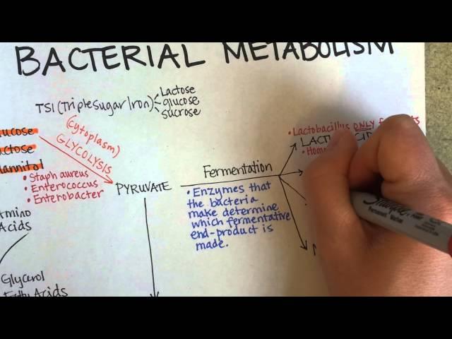 Bacterial Metabolism, Part 1 (Cellular Respiration of Bacteria)