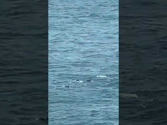 Dolphins.                     #SailorStories