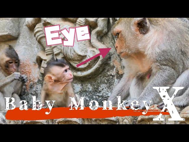 Baby Monkey Challenges Mother's Anger! Unexpected Outcome/ monpai monyet sad baby bibi