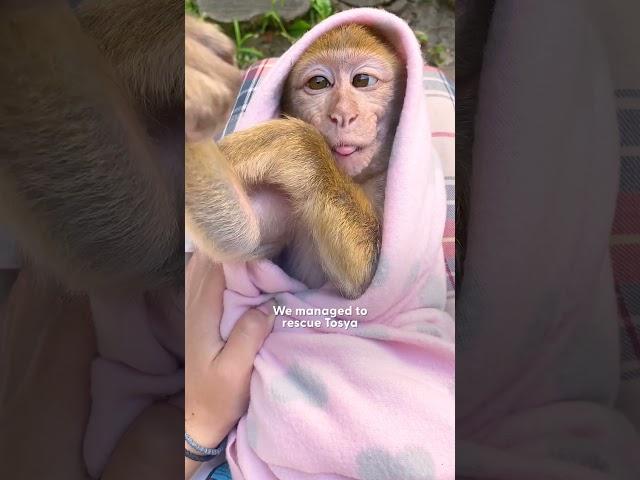 Tiny Monkey Gets Rescued From A Petting Zoo | The Dodo