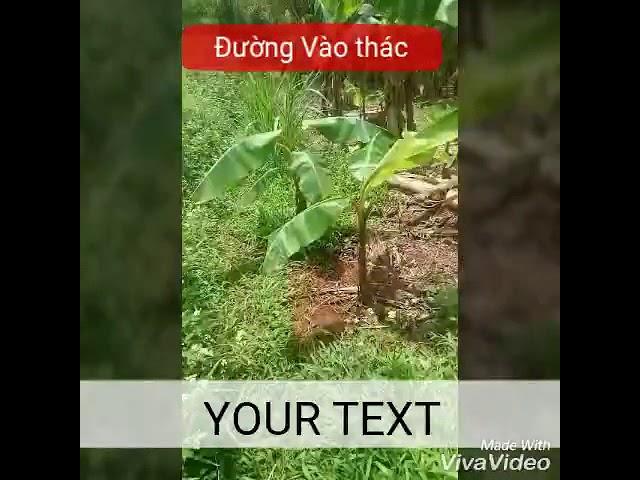 Con Đường Vào Thác 71 - Đăk buk so