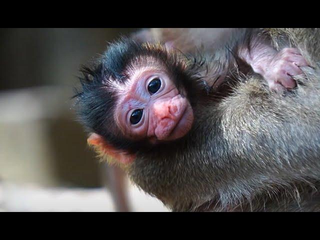 Welcome To Newborn Baby monkey Of Mom Nanda Today, Fresh Newborn