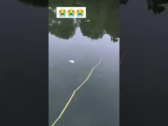 Sad fishing #Googan Squad #shorts #reels #Fishing with Norm #fishing #fish #viralvideo