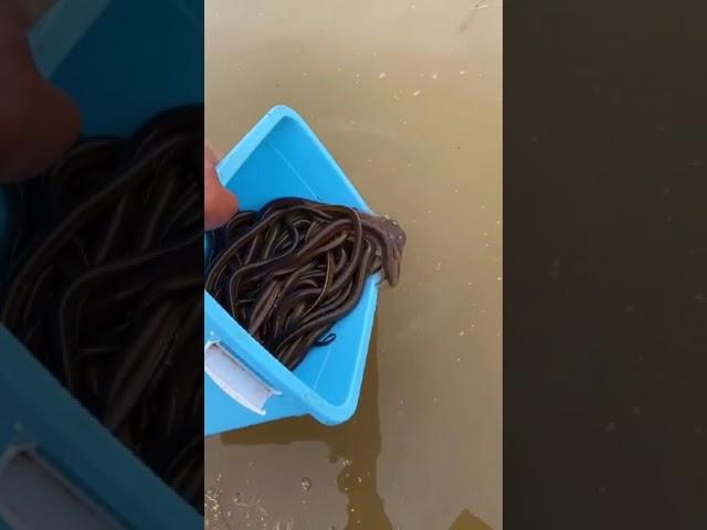 Catching Eel in the Rice Field of the Rural Chinese  Eel Fishing 15