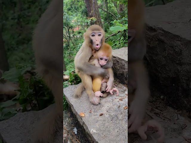 Cute baby monkey, funny monkey, Chinese monkey SY58