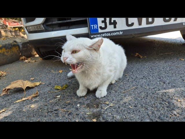 The world's most angry, wild and sweet white cat.