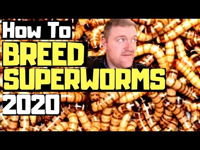 HOW TO TO BREED SUPERWORMS / MORIO WORMS THE BEST WAY