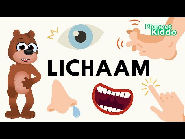 Lichaamsdelen Leren In Het Nederlands | Ons Lijf Voor Peuters En Kleuters | Learn Dutch Body Parts