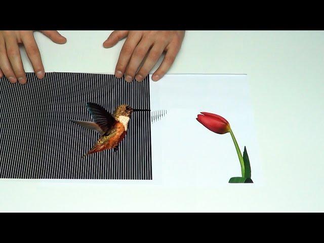 Amazing Animated Optical Illusions