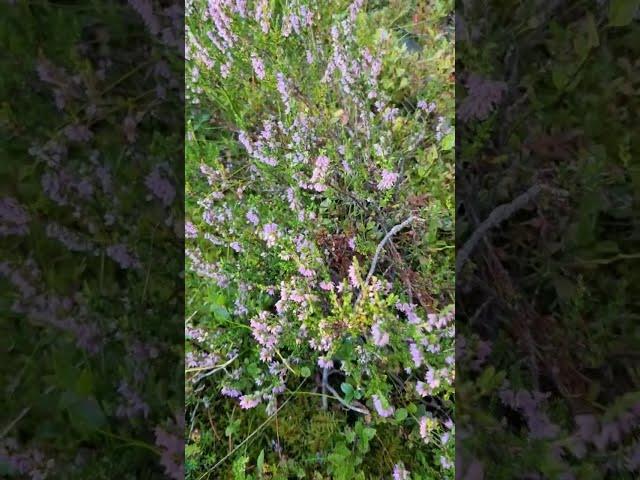 Heather Syrup | Ljungsirap #shorts #forest #sweden #heather #nature #homebaking #bts #homemade