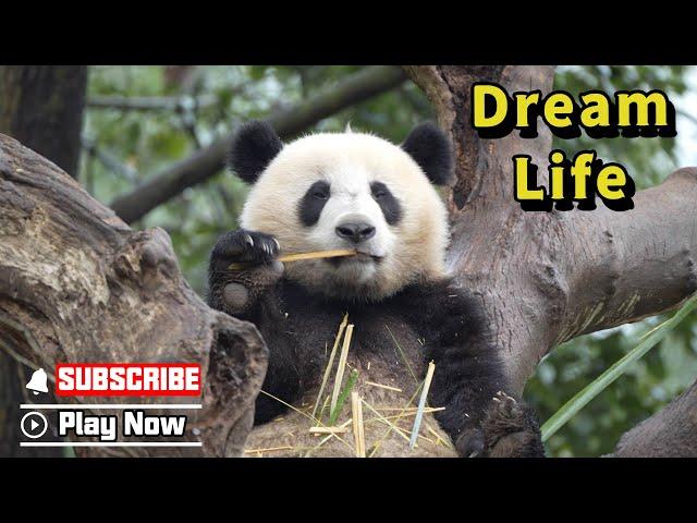 Pandas Are Living In My Dream Life: Eat, Play, And Sleep | iPanda