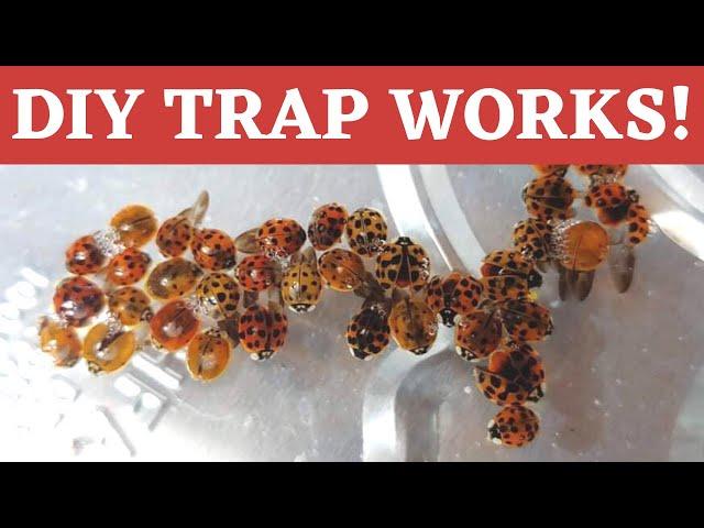 DIY simple potent trap for invasive Asian Lady Bugs, Stink Bugs and Fleas!