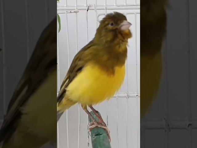 chant singing canaries 110 تغريد الكناري