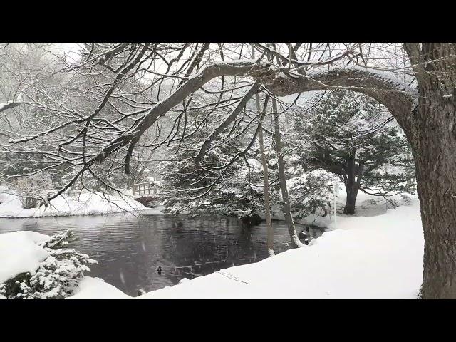 Snow Falling on Lake for 8 Hours | Relaxing, Sleeping, Meditation, Studying, Baby to Sleep