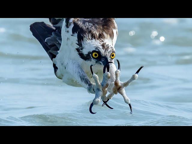 Insane Osprey Feeding Frenzy - Fall Mullet Migration - Sharks Galore - Sony A9 - A7RIV