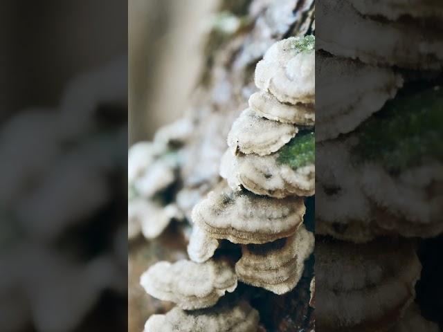 낙엽 밟으며 걷다가 발견한I found it while walking on fallen leaves#nature #자연#접사 #사진#포토#mushroom #버섯