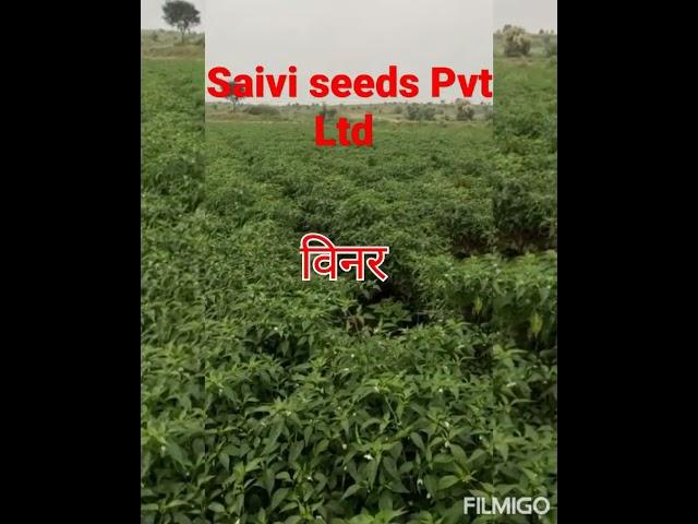 saivi seeds की मिर्च विनर