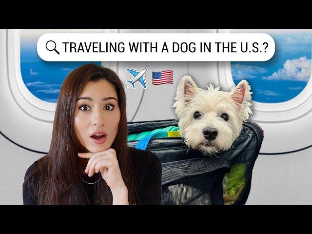 Traveling with your DOG to the USA?  All you need to know