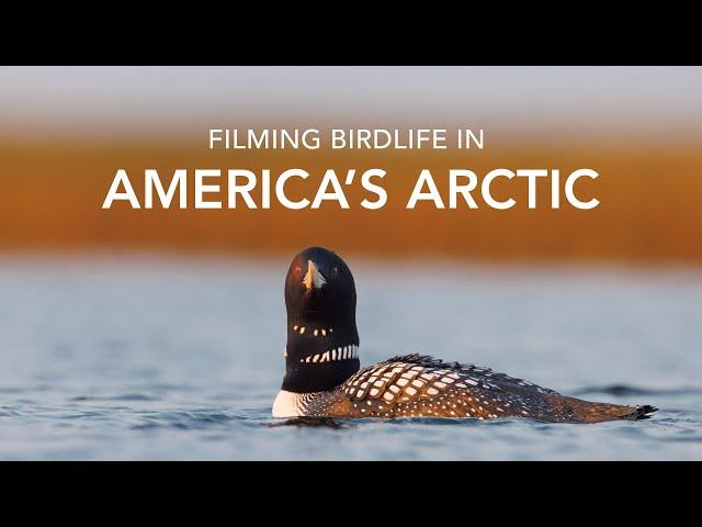 Filming Birdlife in America's Arctic