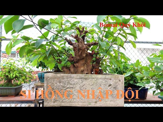 LÂU RỒI MỚI MUA ĐƯỢC CÂY SI BÚP HỒNG ƯNG Ý QUÁ| BONSAI QUÝ KHÔI #467