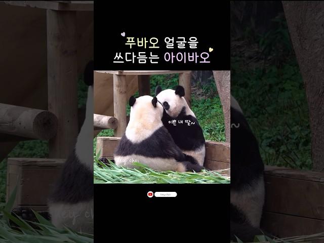푸바오와 마주 보고 앉아 쓰담쓰담해주는 아이바오ㅣ#Shorts#푸바오#아이바오#everland