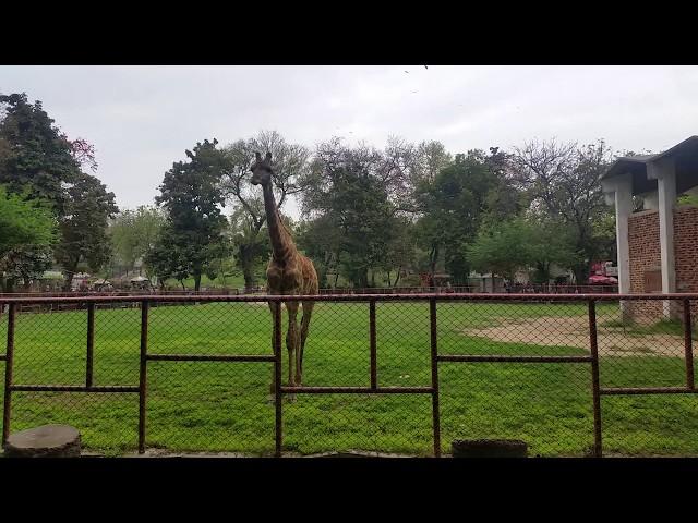 Lahore Zoo l Lahore Chiryaghar l Giraffe (Zarafa)