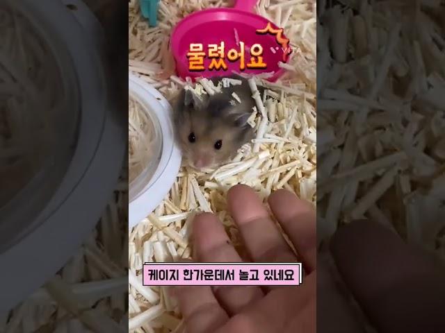 골든햄스터 핸들링 8일차 - 호떡이에게 물려서 피났어요. 이런걸 피나는 노력이라고 하는거져ㅜㅜ