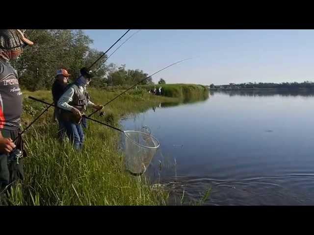 Baraboi Crazy Pike - Hot Pike Attack Ever Caught On Film (Summer) (pike attack)