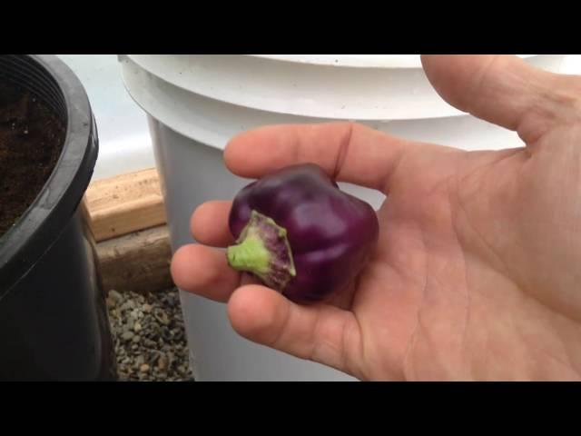 Purple bell pepper picking :)