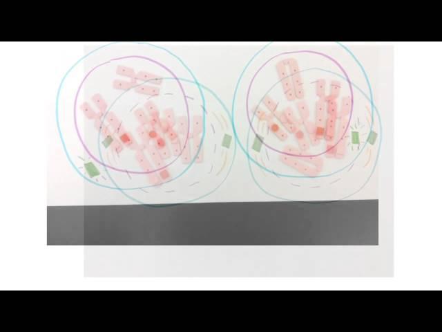 Meiosis Movie - Ashley Yang, Christina Tso