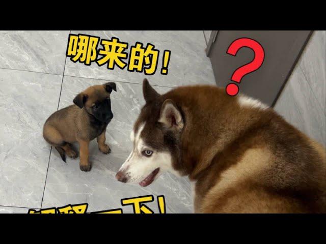 見到主人買回來一隻新小狗，家裡的三只狗會吃醋嗎？#哈士奇 #萌宠 #pets #搞笑