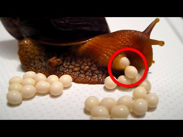 Crazy Ways Animals Give Birth