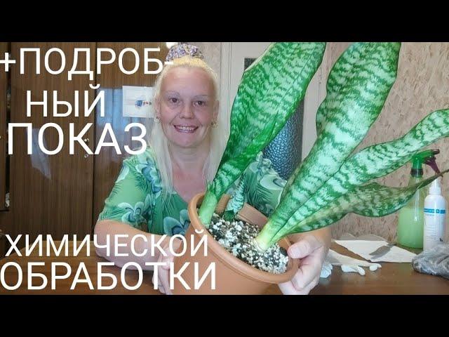 Проблемная сансевиерия Робуст, деление, пересадка #sansevieria #сансевиерия #пересадкасансевиерии