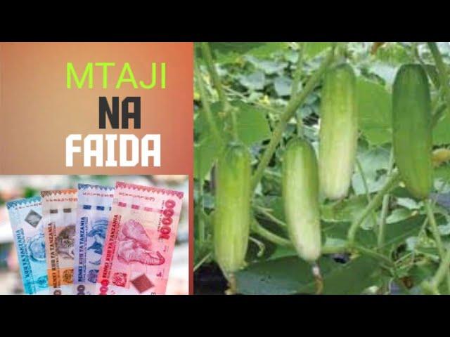 Pata faida hadi Mil. 7  Kwa kilimo Cha matango katika nusu heka tu