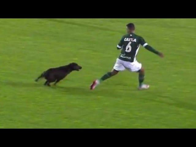 Perro invade cancha de fútbol y persigue a un jugador