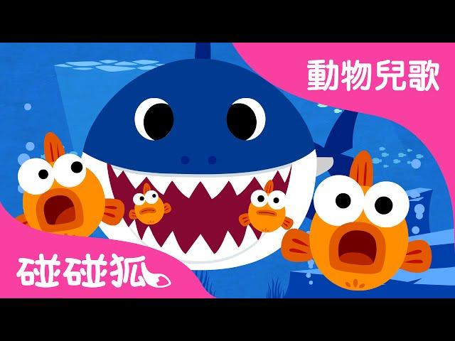 鯊魚一家 |  鯊魚寶寶 | babyshark in Chinese | 動物兒歌 | 碰碰狐！兒童兒歌