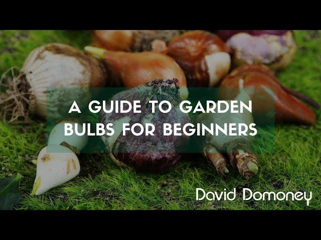 A guide to garden bulbs for beginners