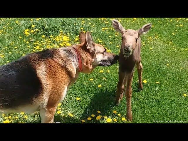 Abandoned baby moose becomes fast friends with family dog