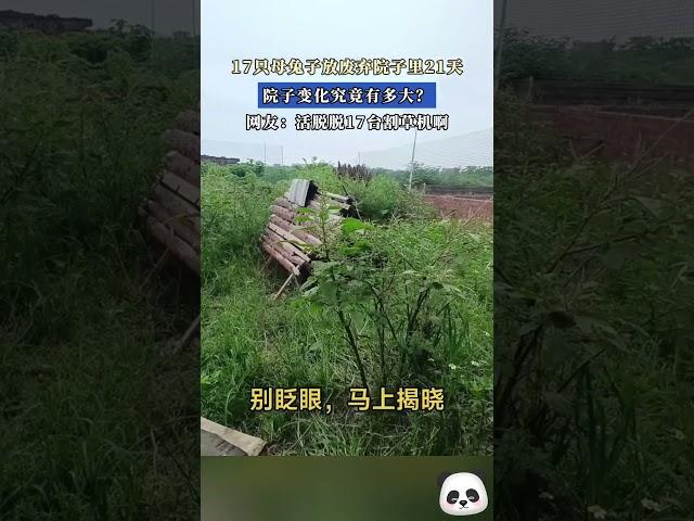 17只母兔子放廢棄院子裏21天，院子變化究竟有多大？網友：活脫脫17臺割草機啊~#shorts #china #DynamicChina