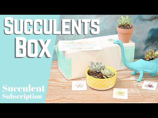 Succulents Box Unboxing - Succulent Subscription Box