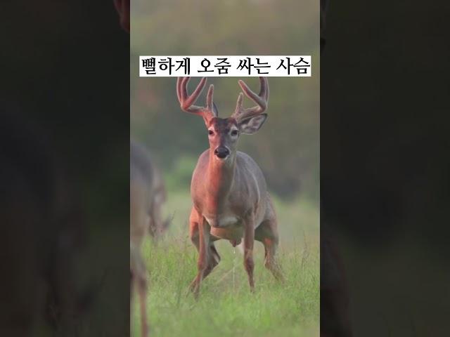 뻘하게 오줌 싸는 사슴 ㅋㅋㅋ