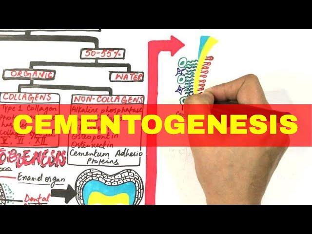 Cementogenesis - Cementum Composition, Types & Formation