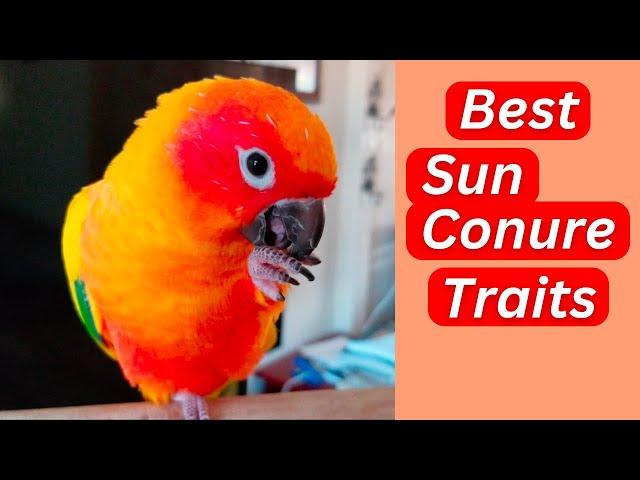 The BEST Things About Sun Conure Parrots