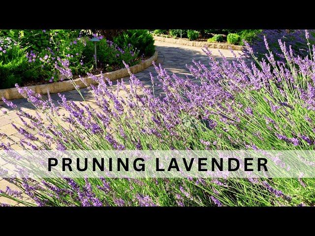 When, Why and How to Prune Lavender