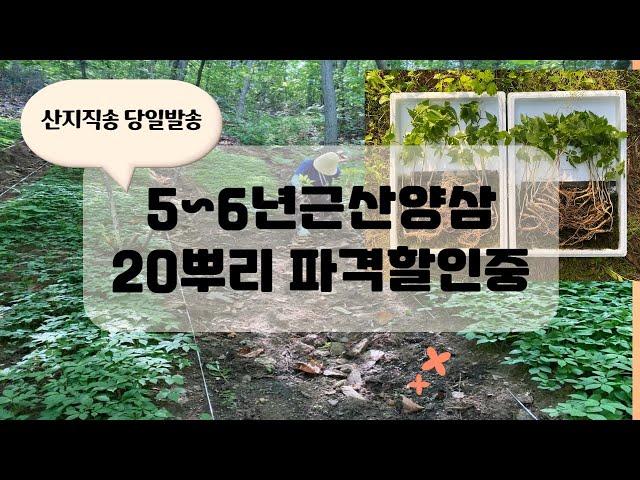 산양산삼효능좋은 산지직송 산양삼잎있는 5년근 6년근산양삼 20뿌리 가성비좋아요 당일캐서 오늘보내드립니다 강원도 삼순이네 산삼농장직접판매