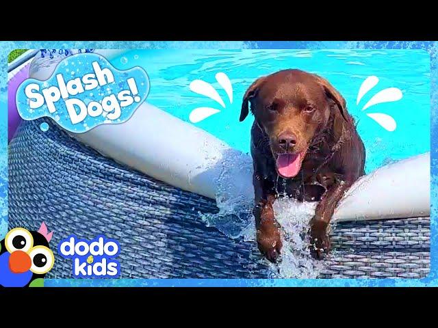 Goofy Dog Keeps Spilling All The Pool Water! | Dodo Kids | Splash Dogs