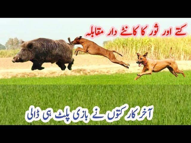 Pig hunting with dogs Soor Ka Shakir l World hog hunting l World boars Hunting with dogs