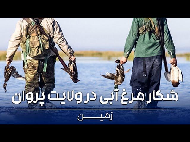 Zamin - Shekar Morgh Abi Dar Wolayat Parwan (2008) | زمین - شکار مرغ آبی در ولایت پروان