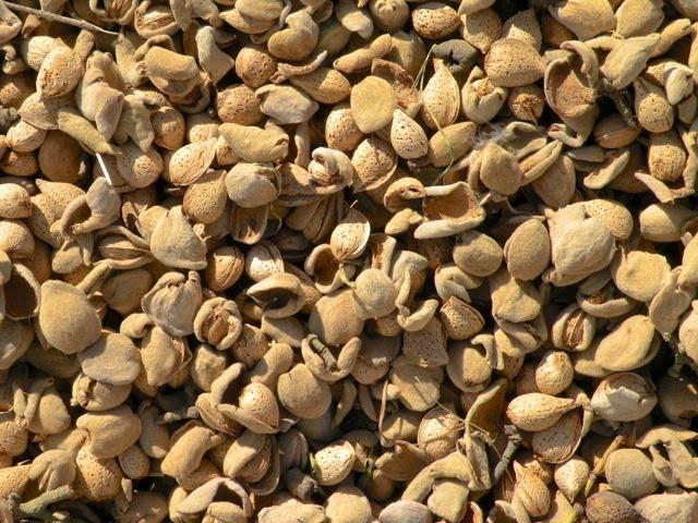 Touring the Superior Almond Hulling Facility in the Central Valley